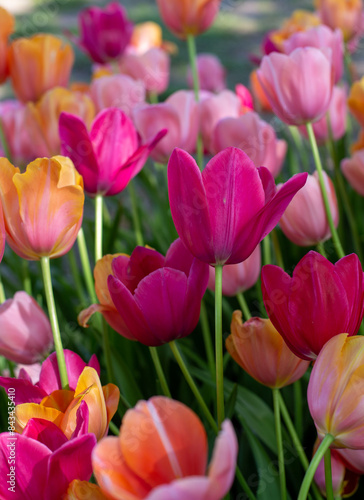 Konstfotografi Particolare di un campo di tulipani in formato verticale