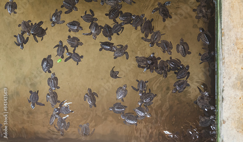 a person holding small baby turtles and adult turtles in their hands a close up of a turtle in a pool of water 