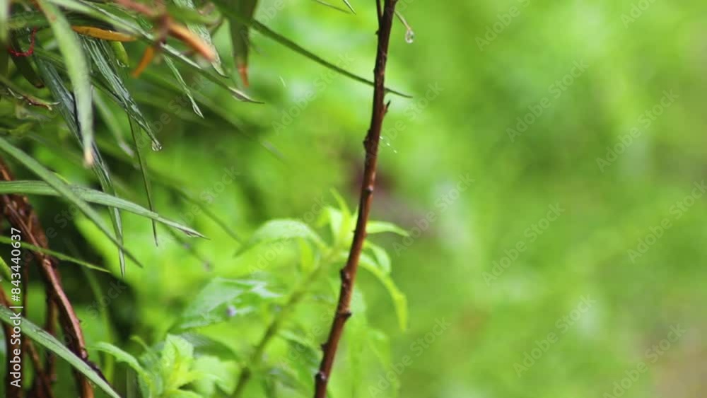 Stunning Fouquieria purpusii against a Lush Green Backdrop with a Withered Twig Stunning Fouquieria purpusii against a Lush Green Backdrop with a Withered Twig