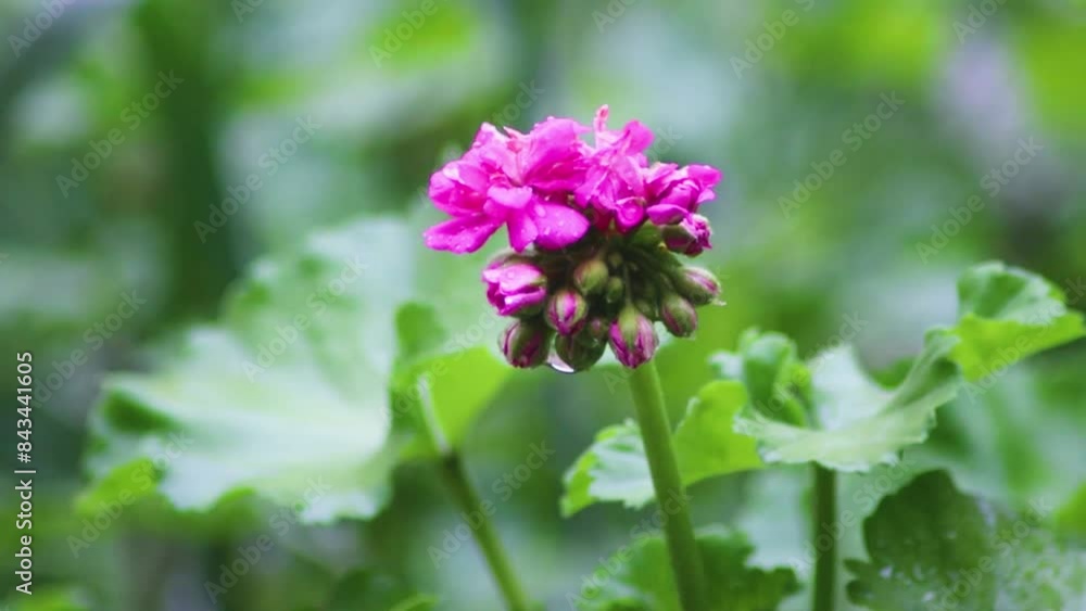 Radiant Pink Geraniums in the Rain with Lush Green Backdrop and Withered Twigs Radiant Pink Geraniums in the Rain with Lush Green Backdrop and Withered Twigs