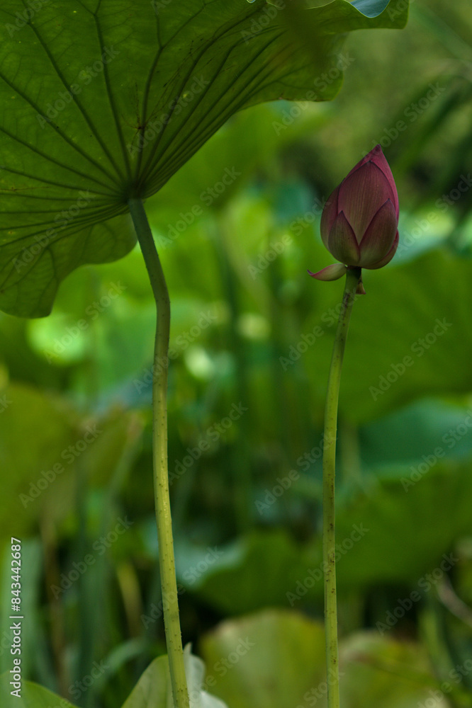 pink lotus bud pink lotus bud