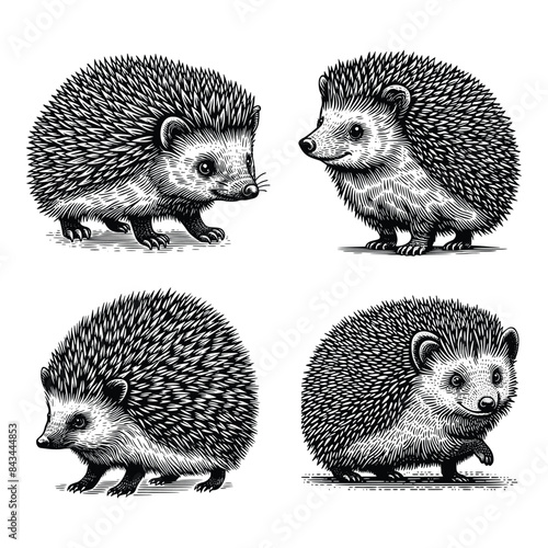 set of hedgehog illustration. hand drawn black and white hedgehog line art illustration, isolated white background