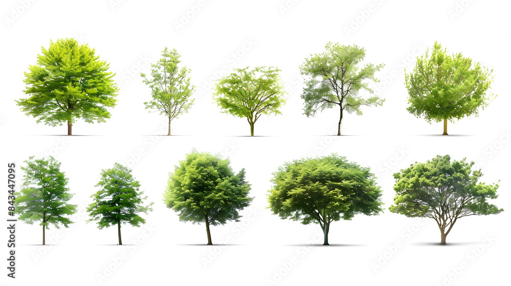 Fototapeta premium Collection of Trees isolated on a white background