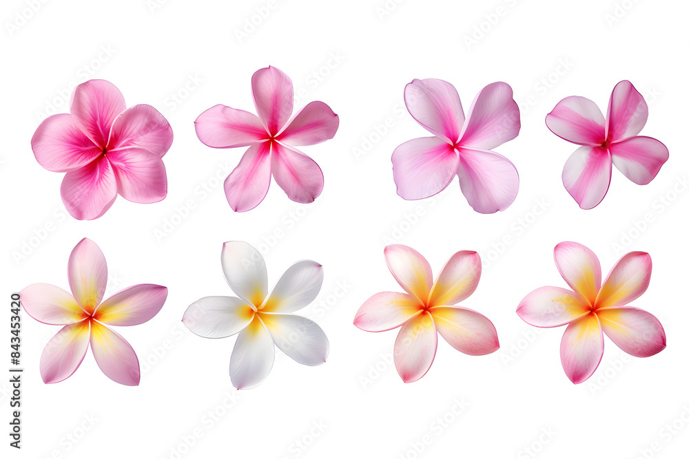 Collection of pink plumeria flowers isolated on white background Collection of pink plumeria flowers isolated on white background