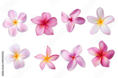 Collection of pink plumeria flowers isolated on white background