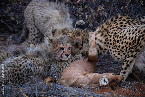 Photography Four month old cheetah cubs, on a steenbok kill that was made minutes earlier by