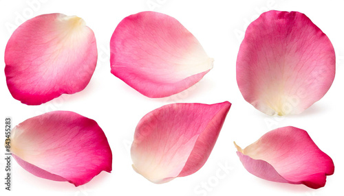 pink rose petals photo