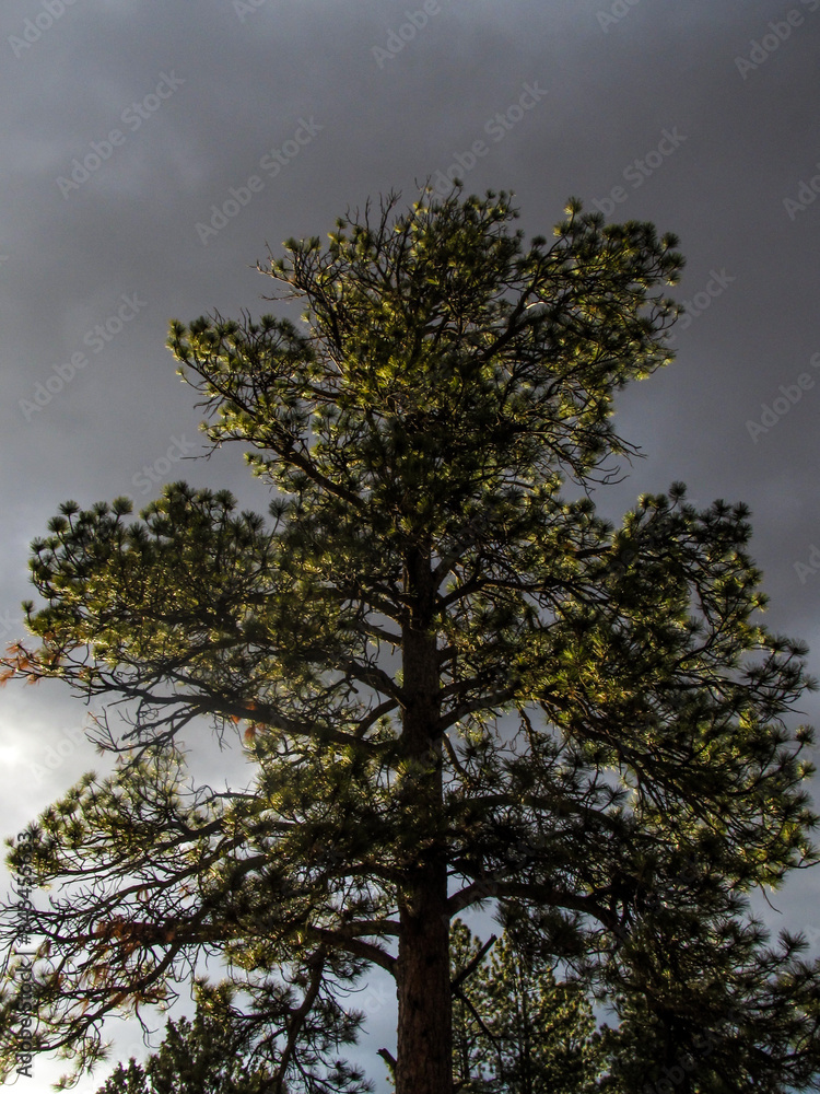 Looking up into a pine tree backlit against ominous stormy sky. Looking up into a pine tree backlit against ominous stormy sky.