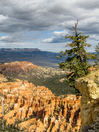 A weather-beaten Bristlecone pine on the edge of a cliff with the strange and mysterious hoodoo filled landscape of Bryce Canyon in the background photo