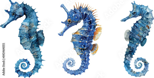 seahorse watercolor clipart

