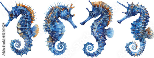 seahorse watercolor clipart

