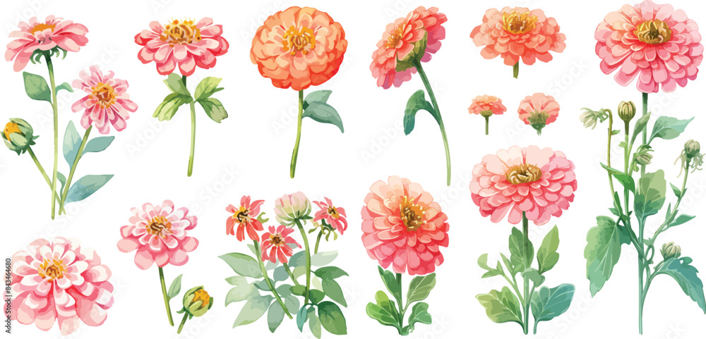Ταπετσαρία zinnia elegans flower watercolor clipart