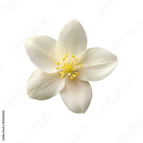 Jasmine top view Isolated on transparent background