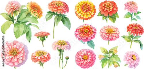 Billede på lærred zinnia elegans flower watercolor clipart
