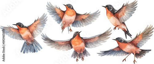 american robin bird watercolor clipart

