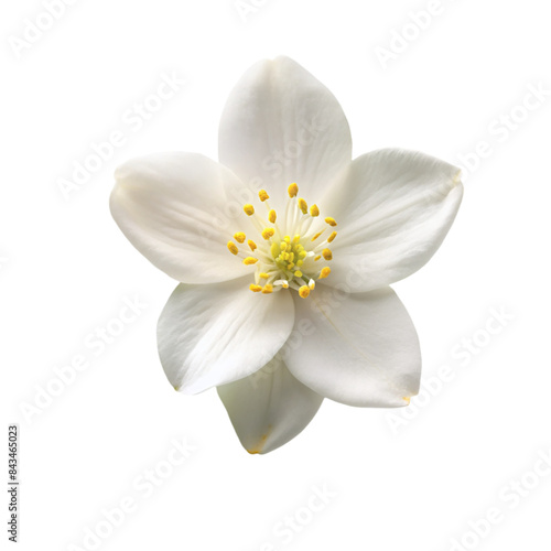 Jasmine top view Isolated on transparent background