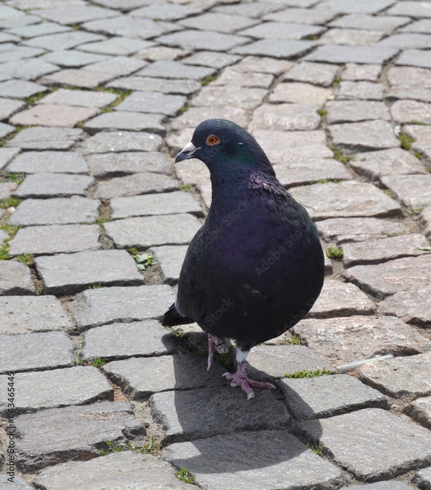 Obraz premium Tauben