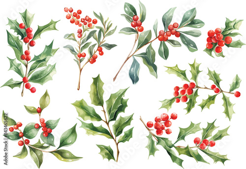 Mistletoe branches watercolor clipart
