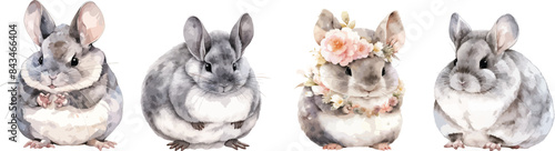 chincilla watercolor clipart
