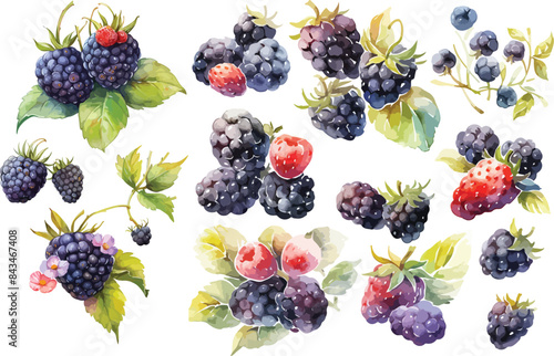  blackberry watercolor clipart
