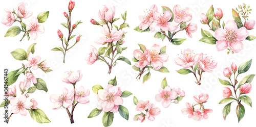 apple blossom watercolor clipart
