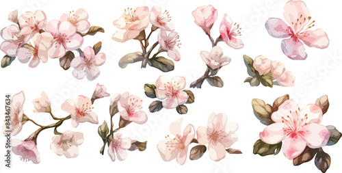 apple blossom watercolor clipart
