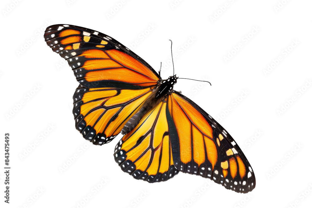 Fototapeta premium Monarch Butterfly Isolated On Transparent Background