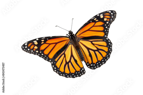 Monarch Butterfly Isolated On Transparent Background
