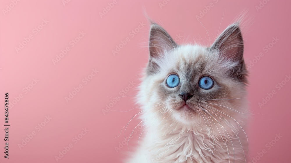A cute Ragdoll kitten on a solid lavender pink background with space above for text A cute Ragdoll kitten on a solid lavender pink background with space above for text