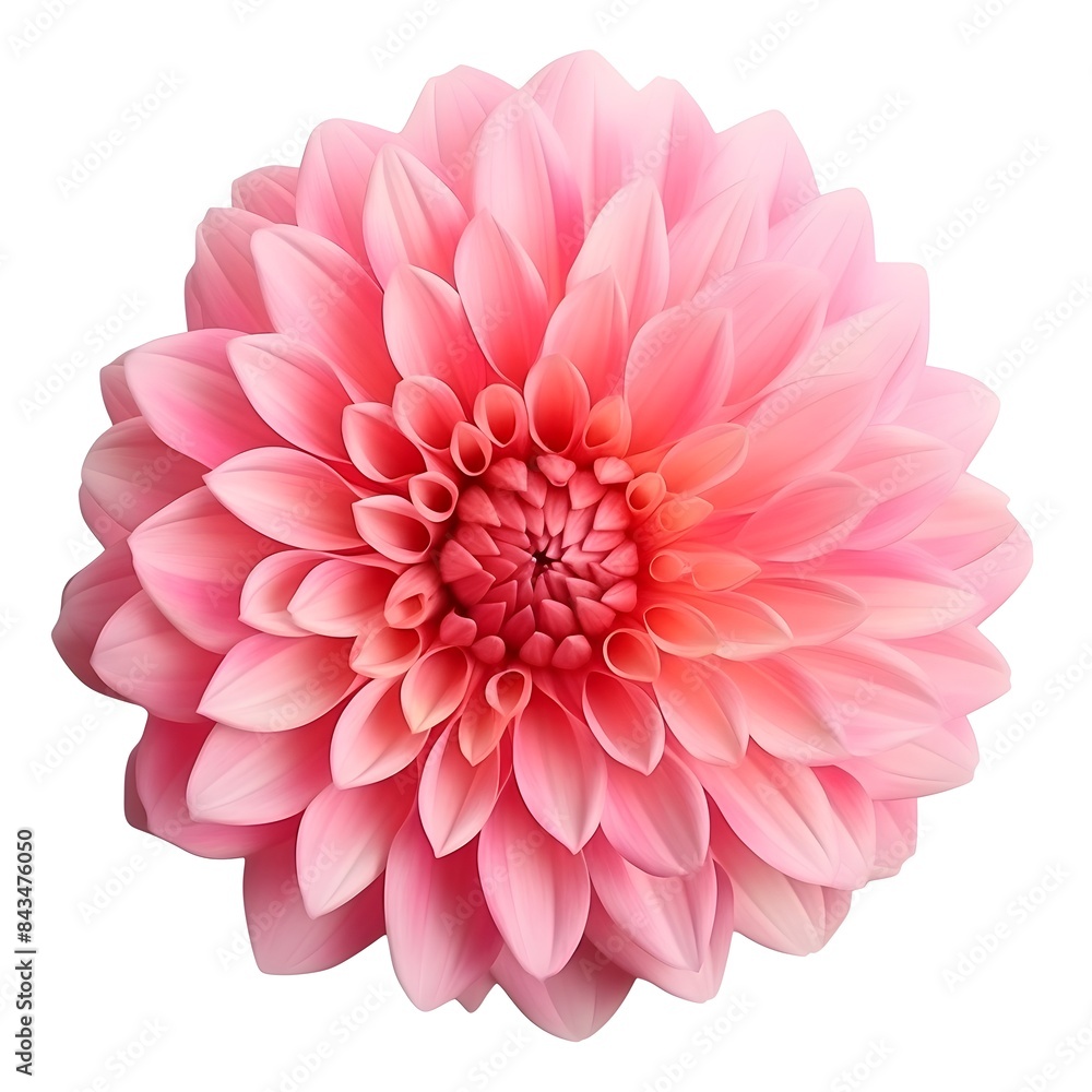 Close-Up of Vibrant Pink Dahlia Flower in Full Bloom on White Background Close-Up of Vibrant Pink Dahlia Flower in Full Bloom on White Background