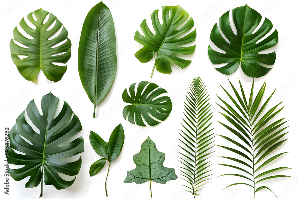 Set of Tropical leaves isolated on white background