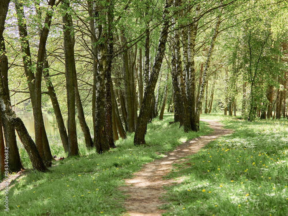 Obraz premium Path among birches in spring forest