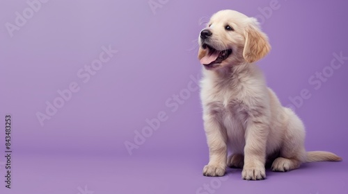 A playful Golden Retriever puppy sitting on a solid pastel purple background with space above for text