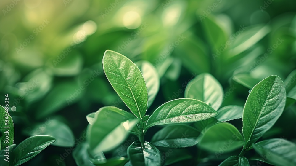 Close-up view of vibrant green leaves with soft focus on nature's foliage. Close-up view of vibrant green leaves with soft focus on nature's foliage.
