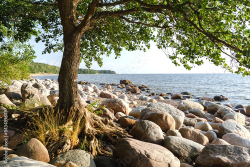 The tree grows to the stones on the Baltic coast. High quality photo