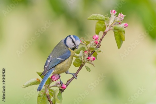 A cute blue tit sits on a blooming apple twig. Cyanistes caeruleus. Spring in the apple orchard. 