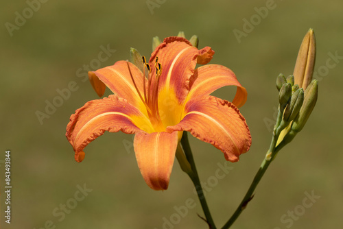 Day orange lily (Lilium bulbiferum) flower in a park in june