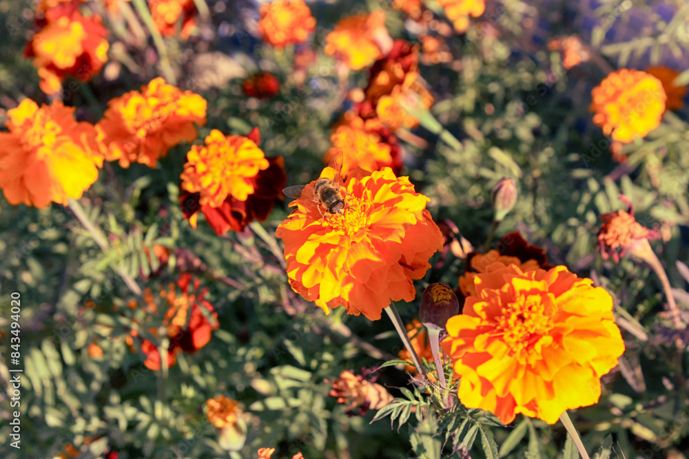 background of garden plants with yellow orange flowers background of garden plants with yellow orange flowers