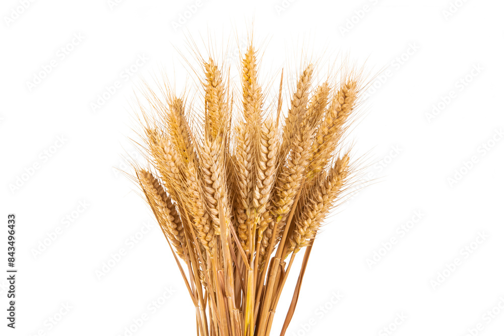 bunch of ripe golden wheat ears isolated on white background. bunch of ripe golden wheat ears isolated on white background.