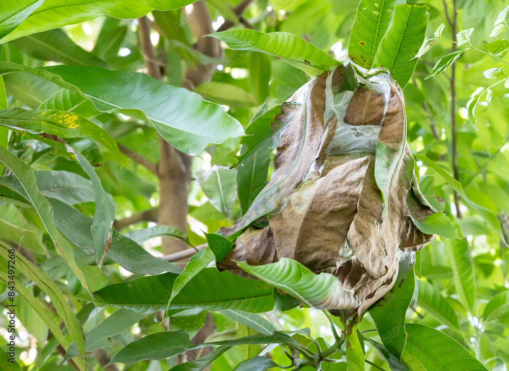 Asian weaver ant nests are made from leaves bonded with a substance from red ant larvae, which has the properties of waterproofing and adhesion to leaves. Green ant nests on trees. Asian weaver ant nests are made from leaves bonded with a substance from red ant larvae, which has the properties of waterproofing and adhesion to leaves. Green ant nests on trees.