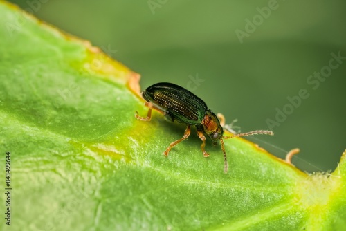 little beetle Crepidodera aurata in detail photo