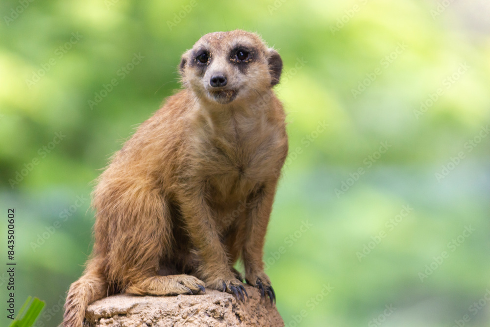 View of Meerkat or Suricate (Suricata suricatta) seating on the rock View of Meerkat or Suricate (Suricata suricatta) seating on the rock