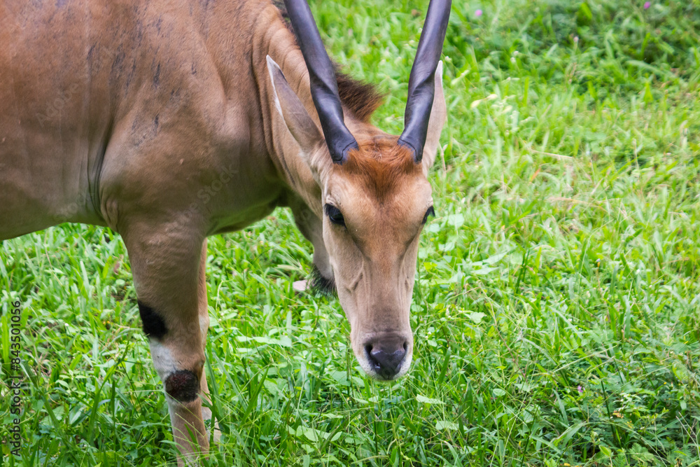 Close up of The common eland, also known as the southern eland or called eland antelope, is a large-sized savannah and plains antelope found in East and Southern Africa. Close up of The common eland, also known as the southern eland or called eland antelope, is a large-sized savannah and plains antelope found in East and Southern Africa.