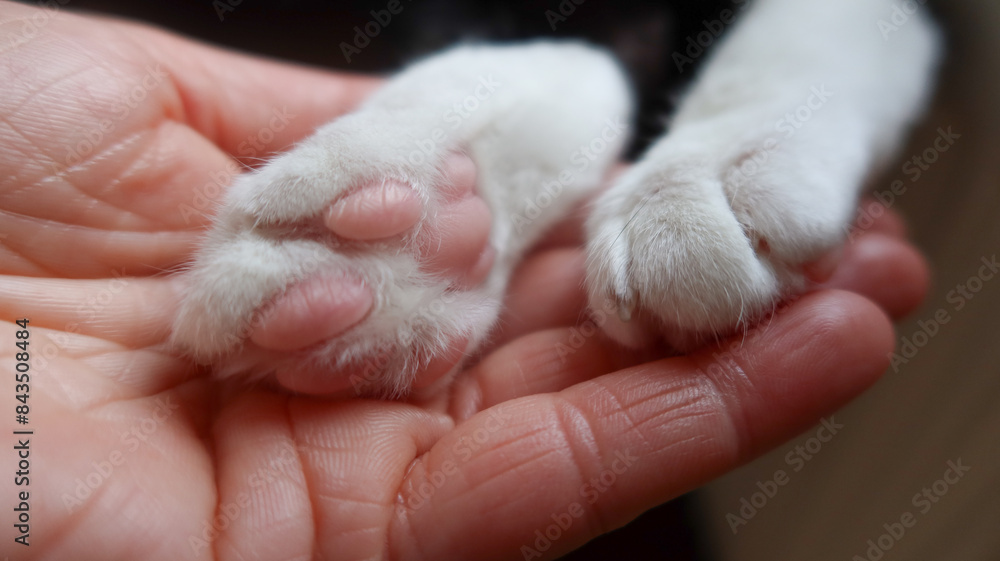 Cat paws in human hand Cat paws in human hand