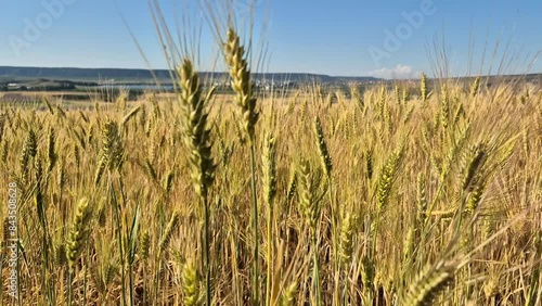 A field of wheat with a stalk of wheat in the foreground. The wheat is tall and green, and the sky is blue. Organic agriculture production in Europe. Eco farming in wild nature landscape