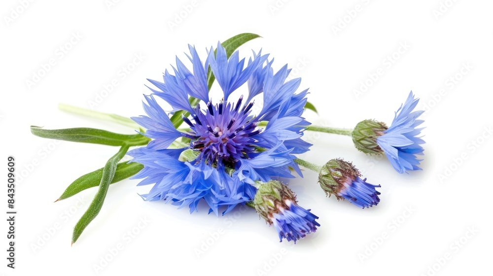 A Picture of Blue Cornflower Herb white background A Picture of Blue Cornflower Herb white background