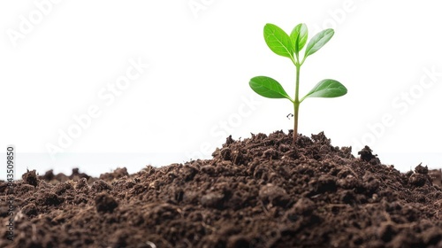 New life symbolized by plant emerging from soil on white background