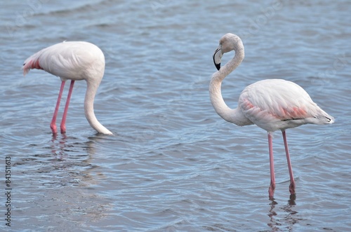 Two flamingo birds close-up, one is eating into the pond