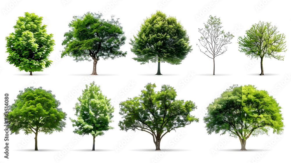Collection of Trees isolated on a white background Collection of Trees isolated on a white background