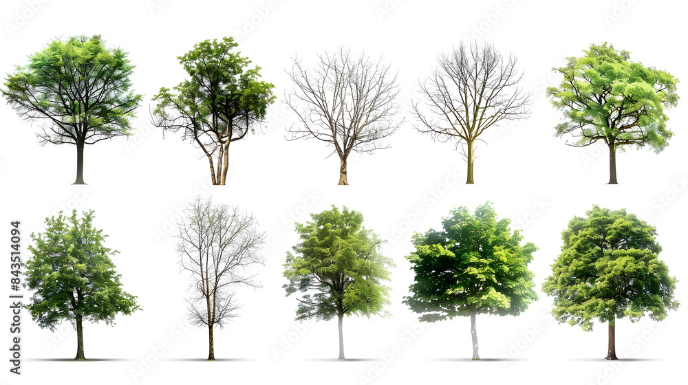 custom made wallpaper toronto digitalCollection of Trees isolated on a white background